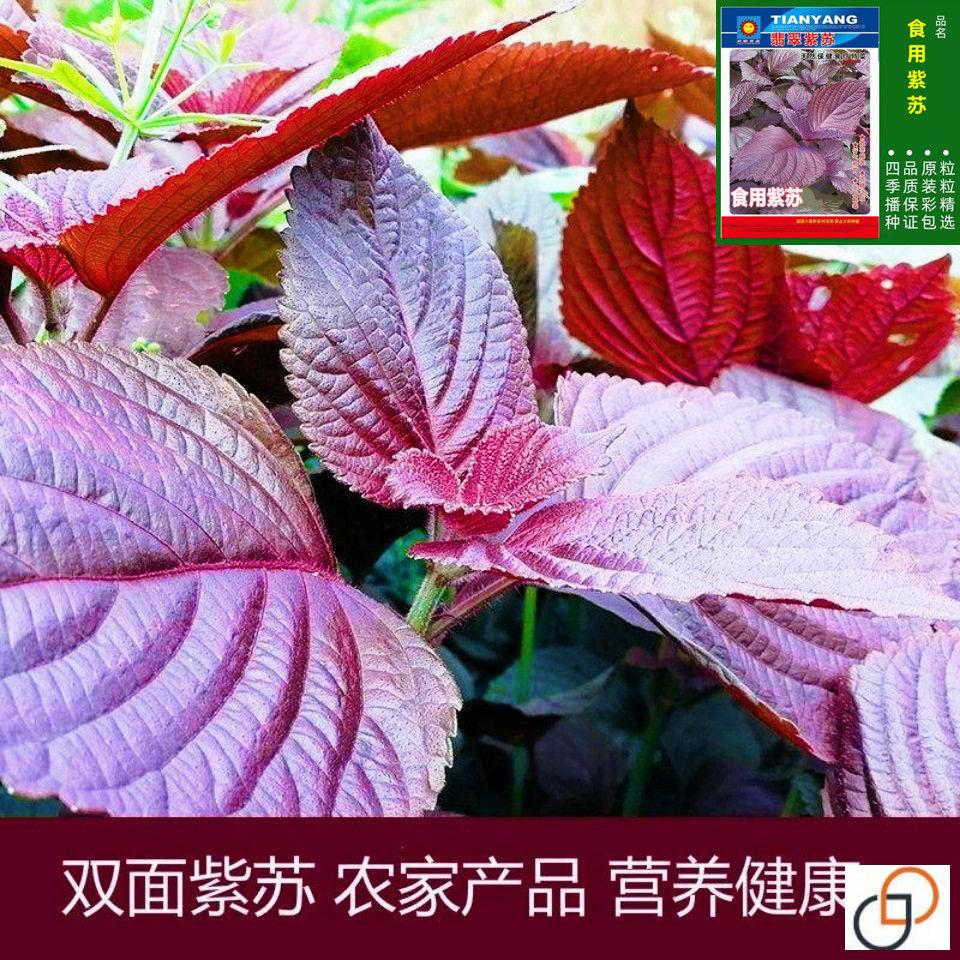 四季食用紫苏种子双面紫苏种籽四季播种耐热阳台庭院盆栽蔬菜种子