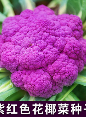 紫金花花椰菜种子特色紫色花菜西蓝兰花种籽春秋四季农家蔬菜种孑