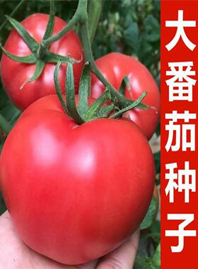 番茄种子大果沙瓤西红柿籽种老品种粉红色洋柿子高产四季蔬菜种籽