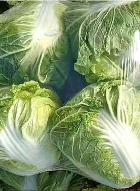 真好吃小包头白菜种子火