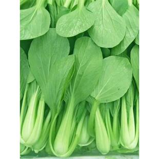 奶油青帮油菜种子四季播种鸡毛菜上海青种籽农家菜园庭院蔬菜种孑