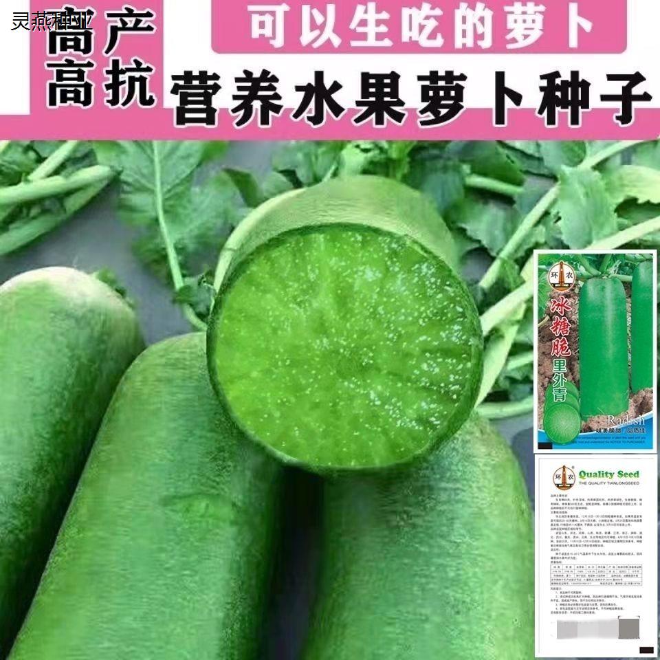 冰糖水果萝卜种子生吃脆