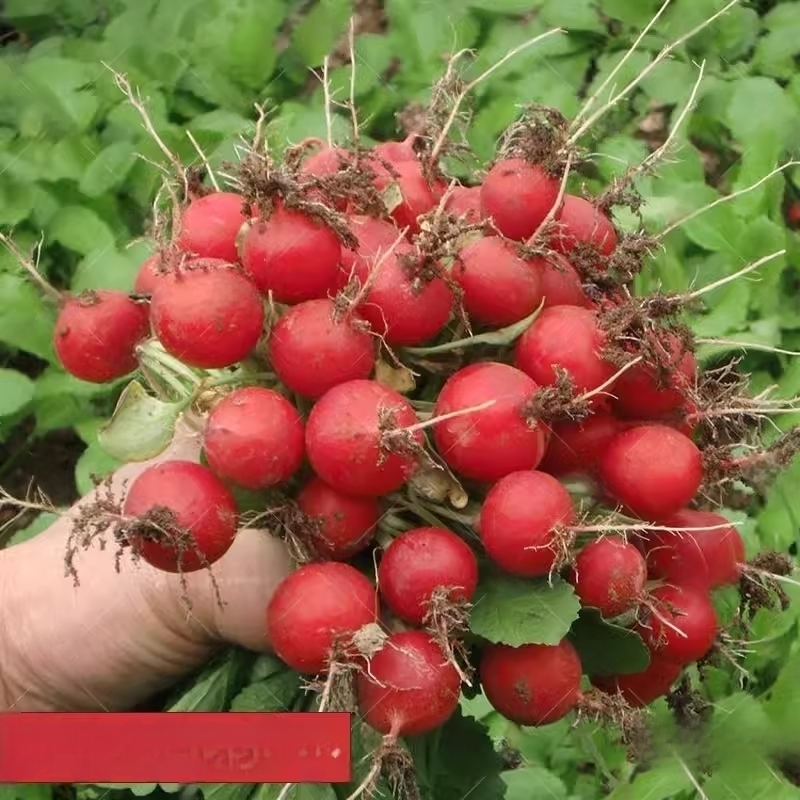樱桃萝卜种子大全水果春