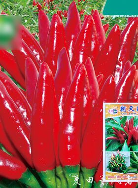 辣椒种子原种朝天椒种籽辣小米椒天鹰椒春季四季蔬菜种孑菜籽种