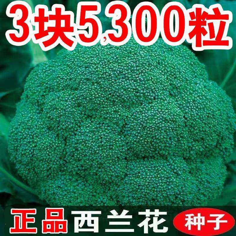 西兰花菜种孑西蓝花种子松花菜种籽花椰菜花菜种四季蔬菜,农用物资,蔬菜种子/种苗,淘宝优惠券,粉丝福利购,淘宝优惠卷