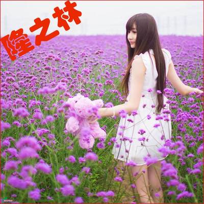 柳叶马鞭草种子多年生宿