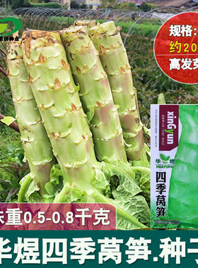 四季莴笋种子香莴苣种籽苗秋季青笋菜种耐热高产盆栽农家蔬菜种孑