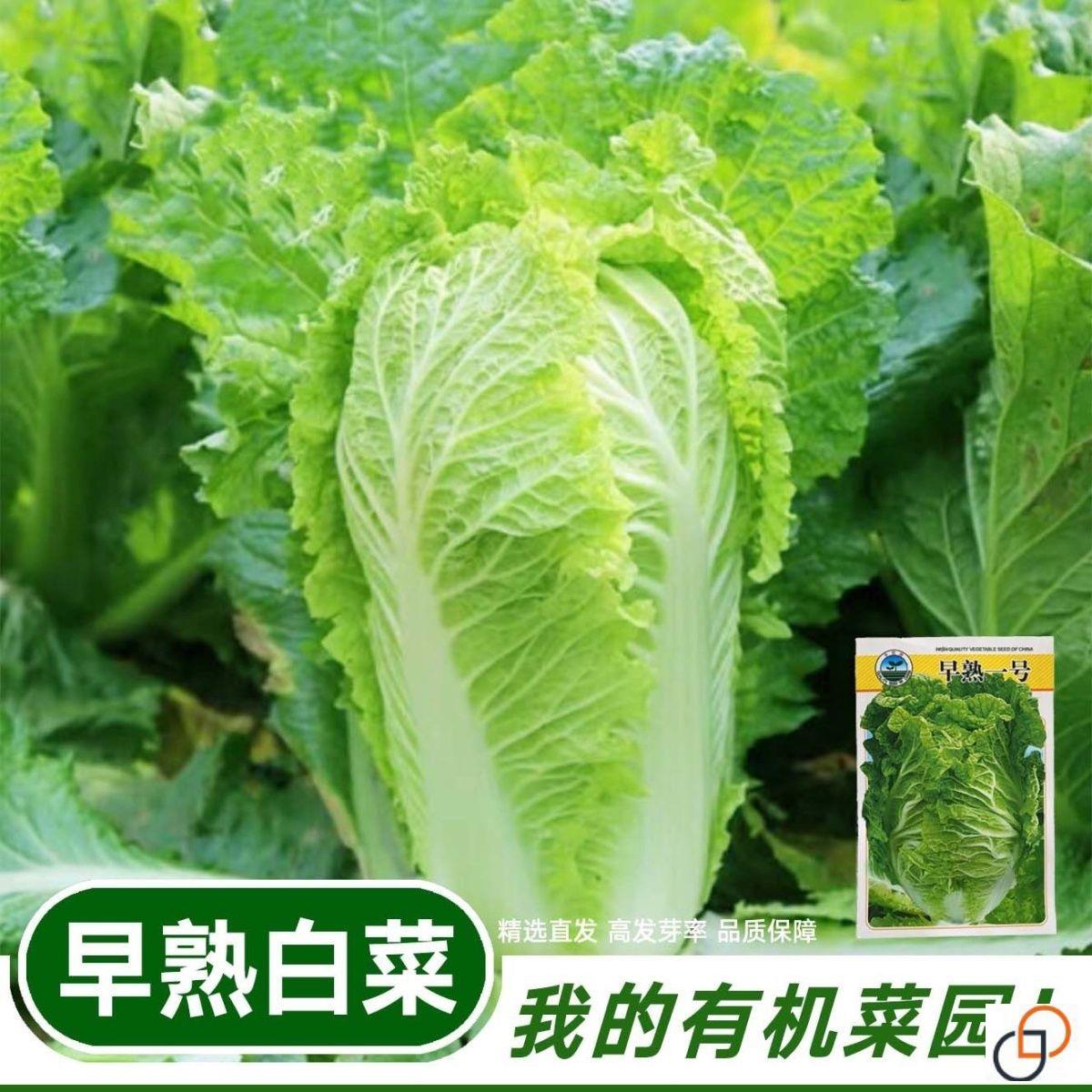 50天早熟大白菜种子春夏秋冬四季耐热早熟五号白菜籽抗病蔬菜种子