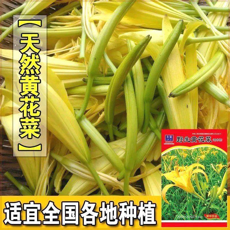 食用黄花菜种子一年四季播野菜种籽南方金针菜天然补脑菜蔬菜种子,农用物资,蔬菜种子/种苗,淘宝优惠券,粉丝福利购,淘宝优惠卷