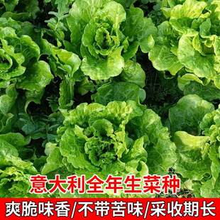 生菜种子耐抽苔生菜籽种意大利生菜种籽大全四季耐寒耐热蔬菜种子