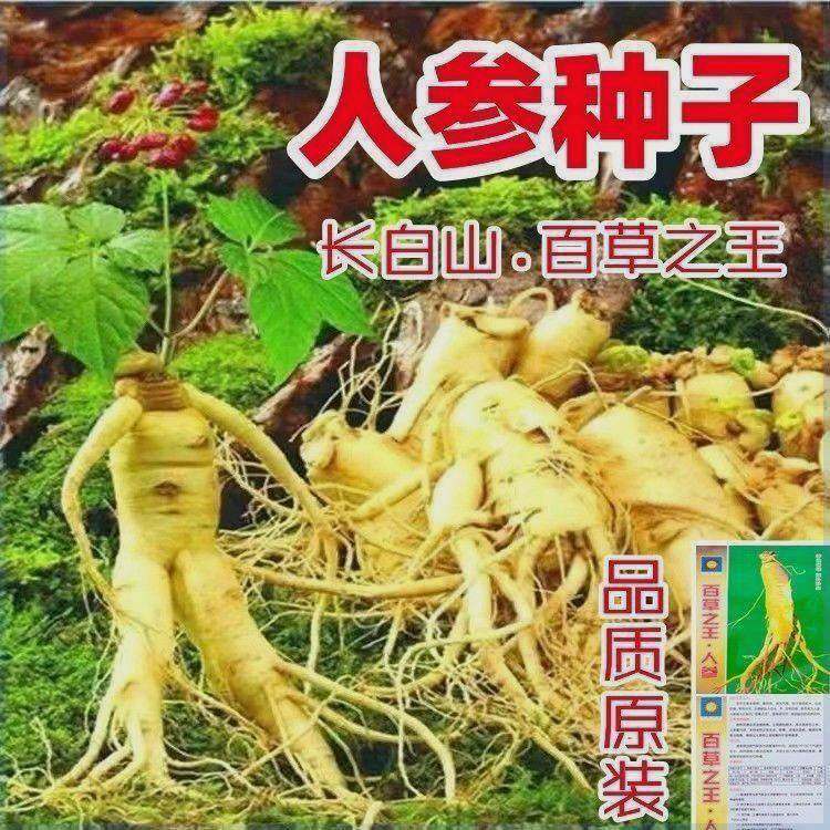 长白山人参种子正宗野山参种子四季易种中药材易活室内观花卉盆栽,农用物资,蔬菜种子/种苗,淘宝优惠券,粉丝福利购,淘宝优惠卷