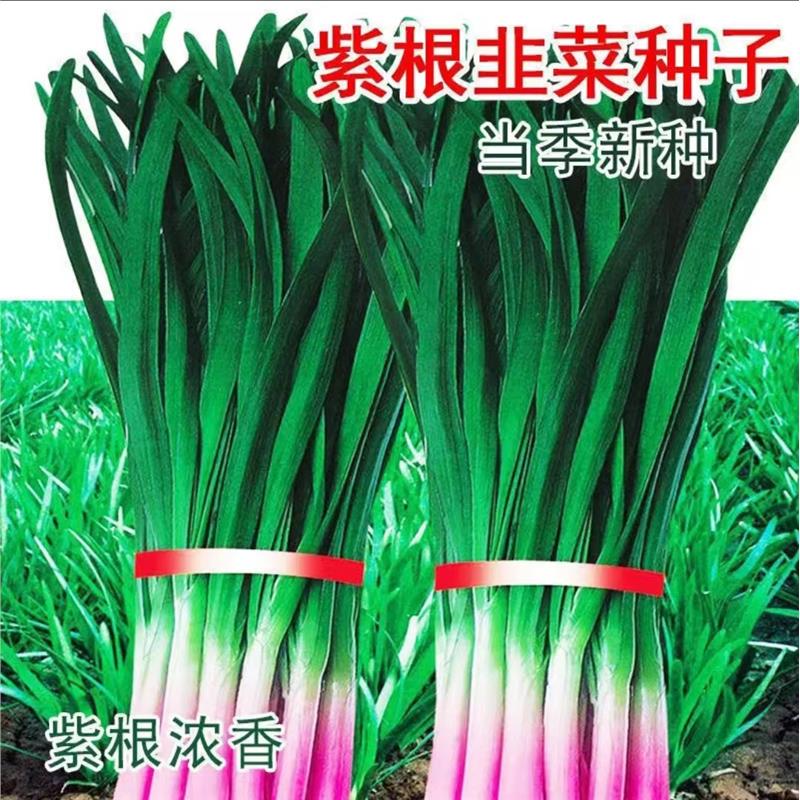 宽叶紫根韭菜种子四季高
