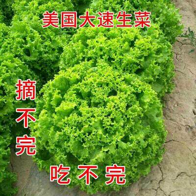 四季大速生菜种子绿叶可