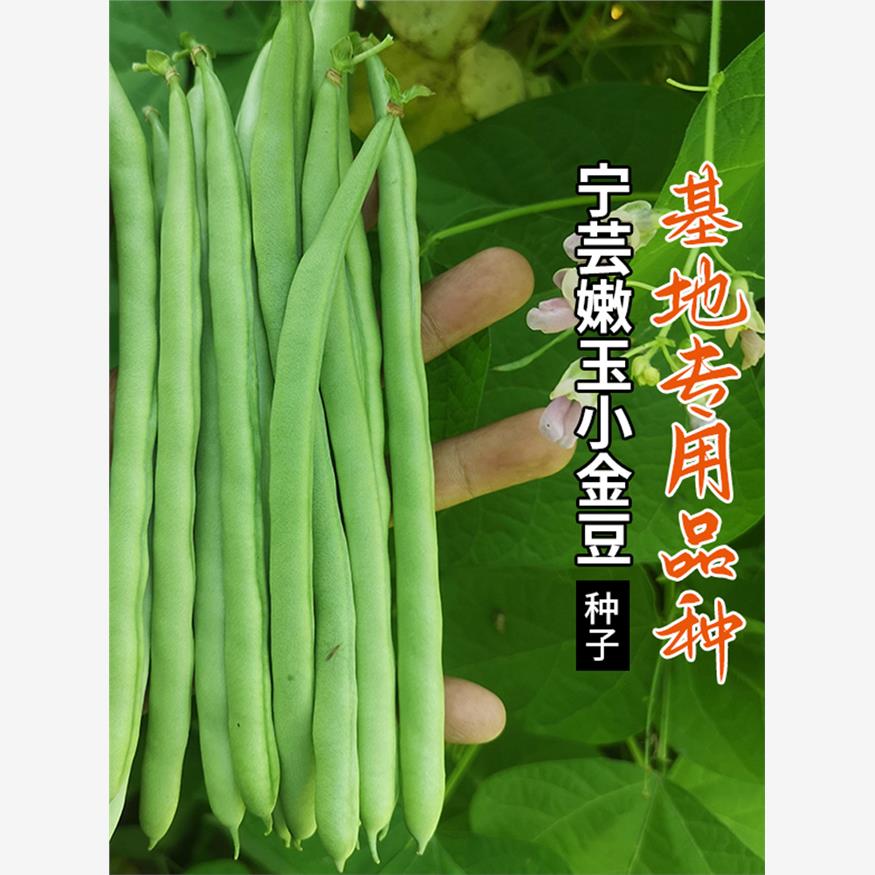 宁芸嫩玉小金豆种子菜种青豌豆种籽四季豆蔬菜孑农用豆角籽种大全