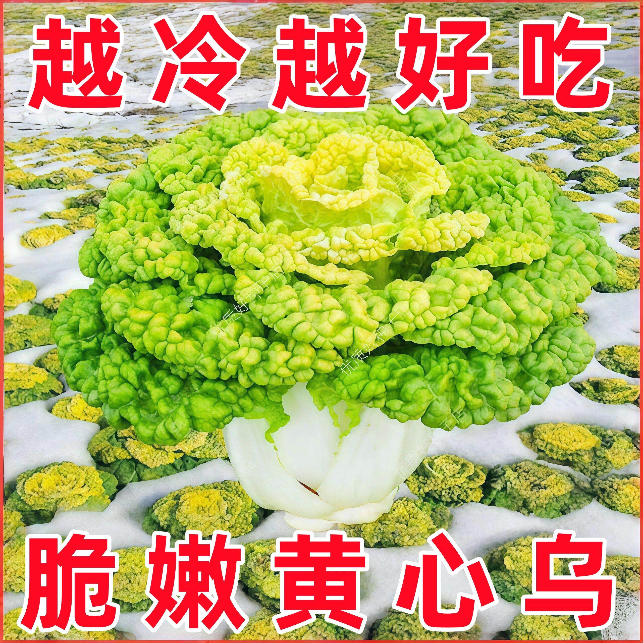 乌塌菜种籽春季秋季黄心乌塌菜四季种植冬天耐寒青菜农家蔬菜孑