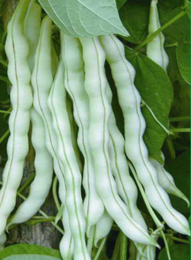 九粒白芸豆种子春秋豆摘不败白不老豆角种籽高产老来少豇豆种子孑