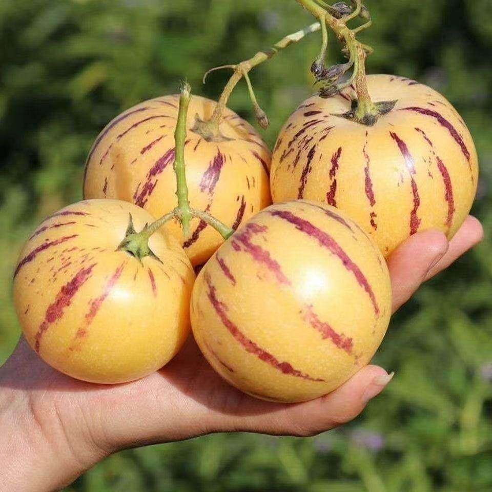 人参果四季播种稀有特色水果黄心高产亦果亦蔬阳台盆栽,农用物资,蔬菜种子/种苗,淘宝优惠券,粉丝福利购,淘宝优惠卷