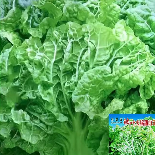 无筋大白菜皱叶麻叶火锅