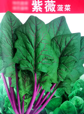 紫薇菠菜种子紫红根菠菜种籽春秋耐寒耐热农家菜园阳台盆栽蔬菜孑