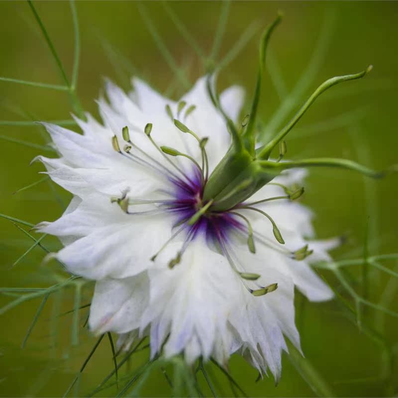 黑种草种子白色重瓣波斯宝石黑子草籽可切花室外庭院阳台盆栽春秋