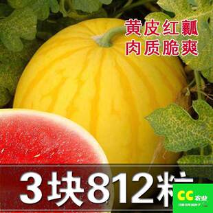 正品黄皮西瓜种籽黄皮红瓤西瓜种孑早熟黄美人礼品小西瓜种子四季