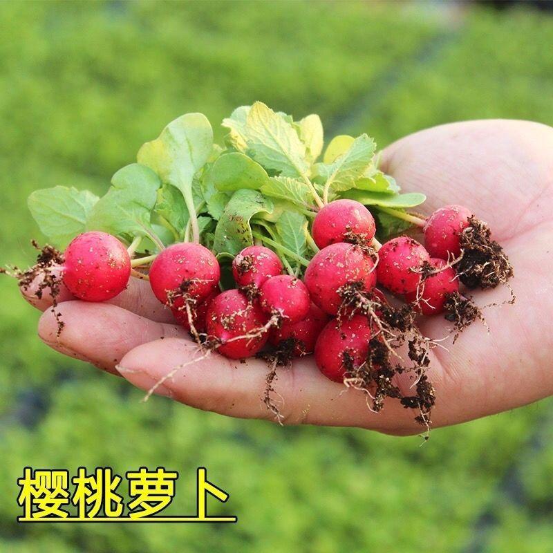 【30天速生】早熟易种樱