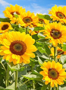 多头向日葵种籽观赏四季易种开花庭院室内阳台盆栽花卉种子太阳花