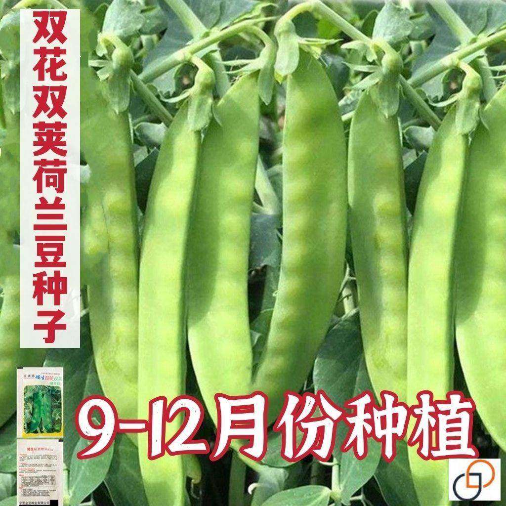 甜脆荷兰豆种子菜豌豆双花双夹高产耐寒农家自种秋冬季豆角菜种子,农用物资,蔬菜种子/种苗,淘宝优惠券,粉丝福利购,淘宝优惠卷