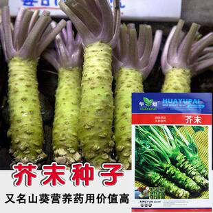 华煜芥末种子四季播驱寒绿芥末辣根山秋葵种籽阳台庭院盆栽种