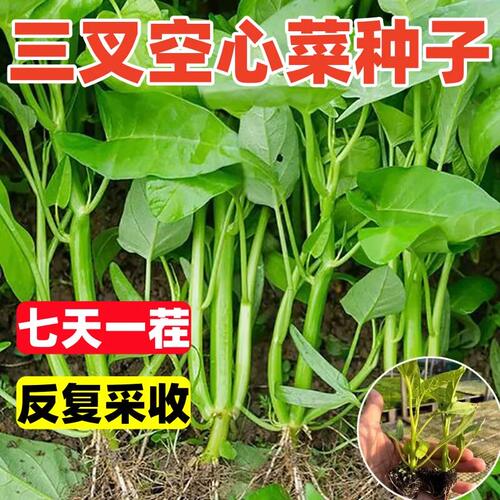 三叉空心菜种子通籽四季