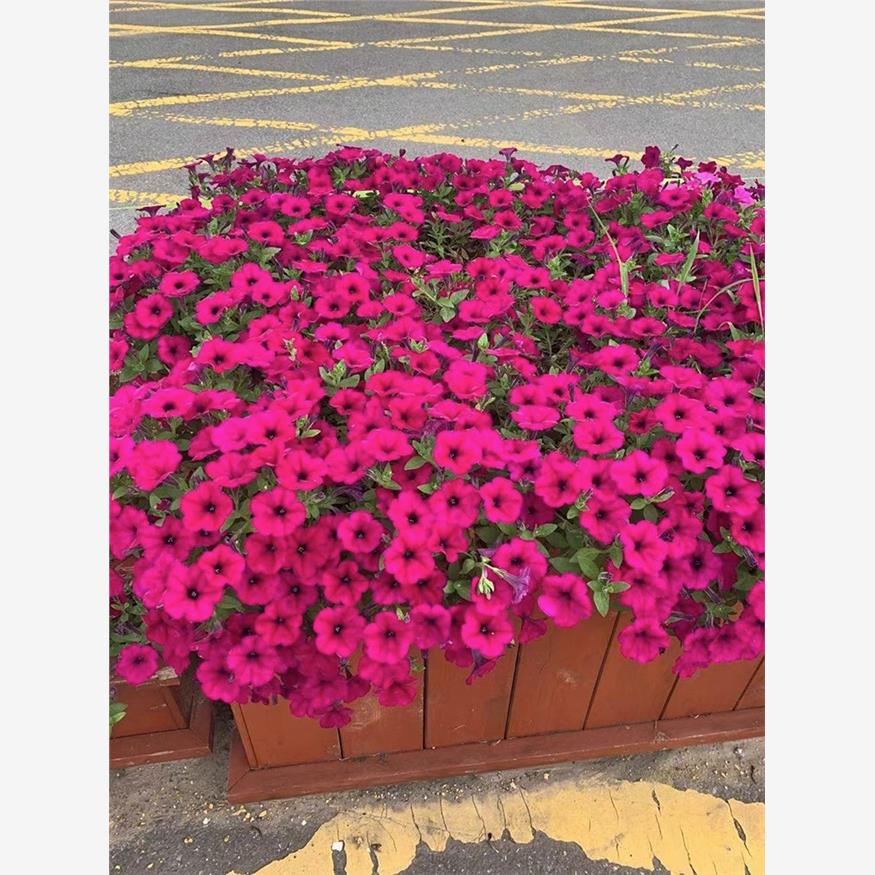 大花红色矮牵牛花种籽孑