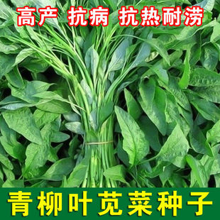 青柳叶青苋菜种籽小叶尖叶绿苋菜籽耐热白苋菜种孑青菜种蔬菜籽种