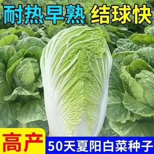 夏阳大白菜种子夏天种的菜50天早熟抗热耐高温夏季蔬菜种籽孑盆栽