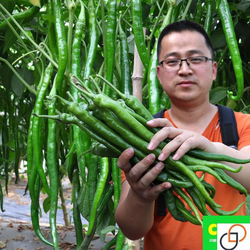 线椒种子超辣高产二荆条