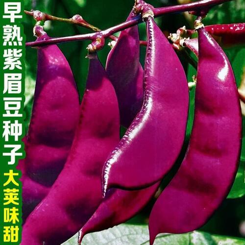 宽扁眉豆种春秋冬季扁青