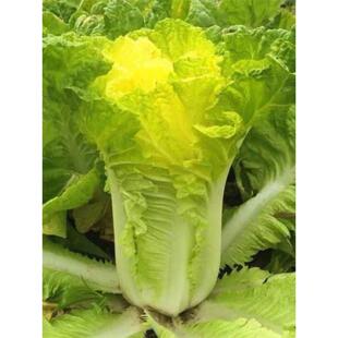 菊花心大白菜种子黄心大白菜耐热早熟阳台庭院秋冬季蔬菜种子大全