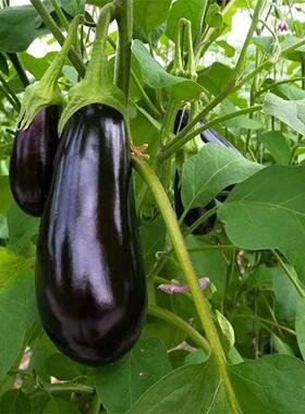 美味烧烤茄种子黑紫色粗茄子种籽春四季阳台盆栽菜园蔬菜种子大全