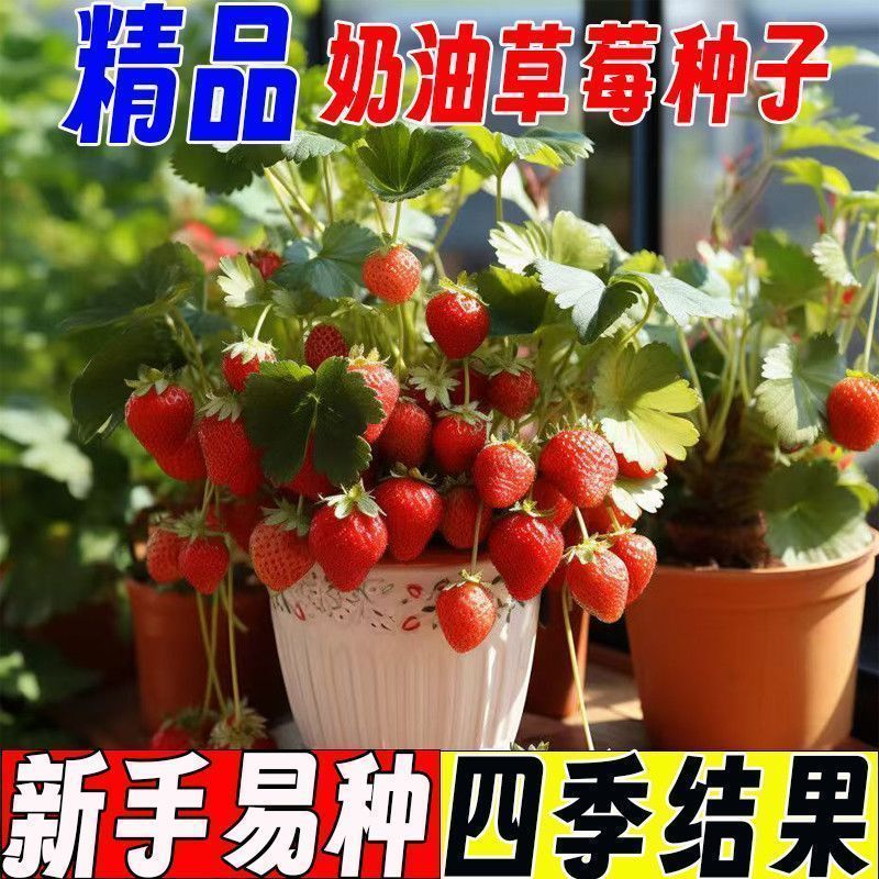 优质奶油红草莓种籽特大号四季草莓阳台盆栽草莓种子秋冬水果种子