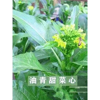 迟花油青甜菜心种子四季