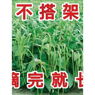 摘不败无架长豆角种子不用搭架子的长豆角蔬菜种籽四季播种长豇豆