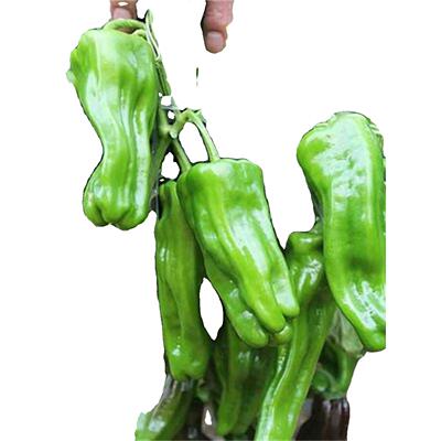 早熟薄皮青椒种子四季播