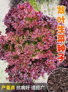 紫生菜种子紫色生菜种籽紫叶盆栽阳台春秋季生菜种孑生吃蔬菜种孑