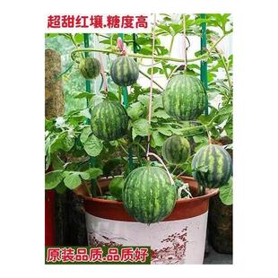 超甜蜂蜜小西瓜种子2k西瓜薄皮无籽红壤手撕西瓜四季春秋盆栽种植
