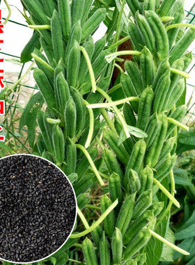 黑芝麻种子农家芝麻种籽春夏农家小院菜园庭院阳台盆栽杂粮蔬菜孑