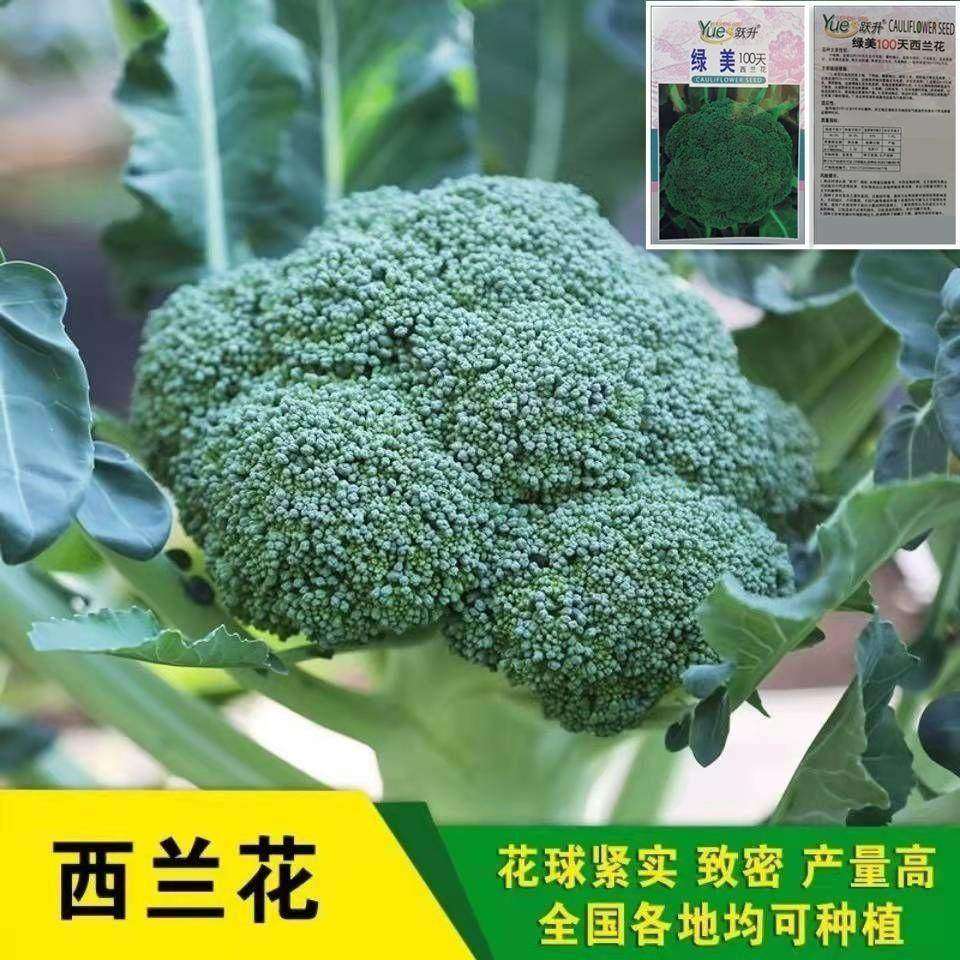西兰花种子四季阳台蔬菜种子盆栽菜籽春季农西蓝花菜种子菜花种籽,农用物资,蔬菜种子/种苗,淘宝优惠券,粉丝福利购,淘宝优惠卷