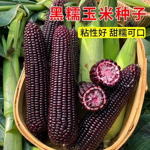 珍珠糯8号黑玉米种子非转紫糯玉米粘苞谷种籽农家田园蔬菜种