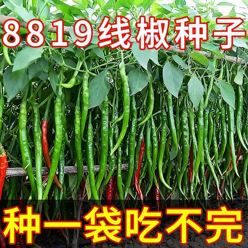 原包8819线椒种子四季蔬