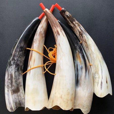 黑水牛号角牛角号角乐器古代道士舞台演出奏道具长吹号大喇叭吹响