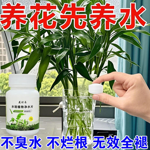 富贵竹碗莲净化水质防臭水通用剂