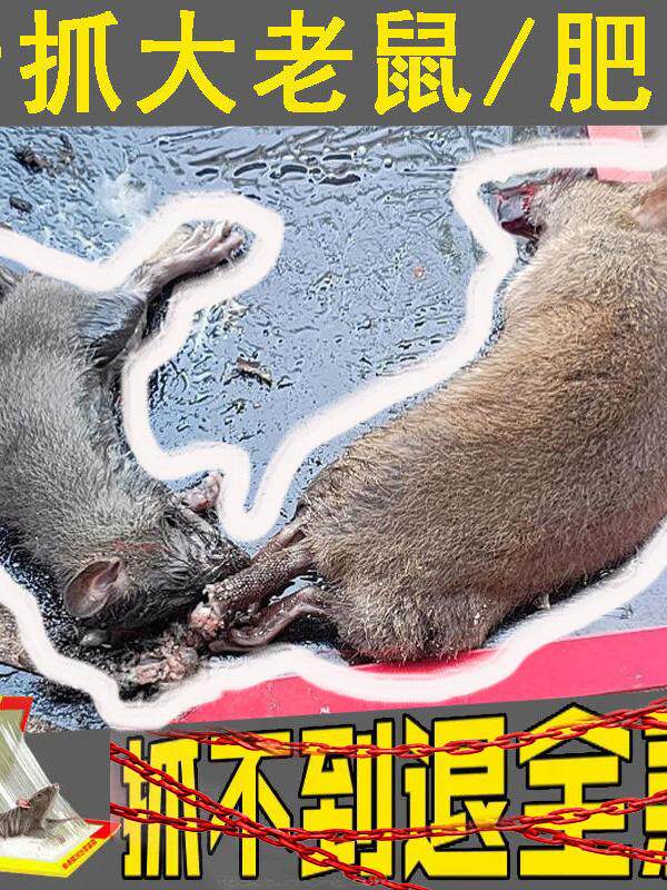 POWERFUL RAT TRAP STICKY MOUSE BOARD MOUSETRAP HOME RAT CAGE TO CATCH RAT ARTIFACT NEMESIS A LITTER END FULLY AUTOMATIC